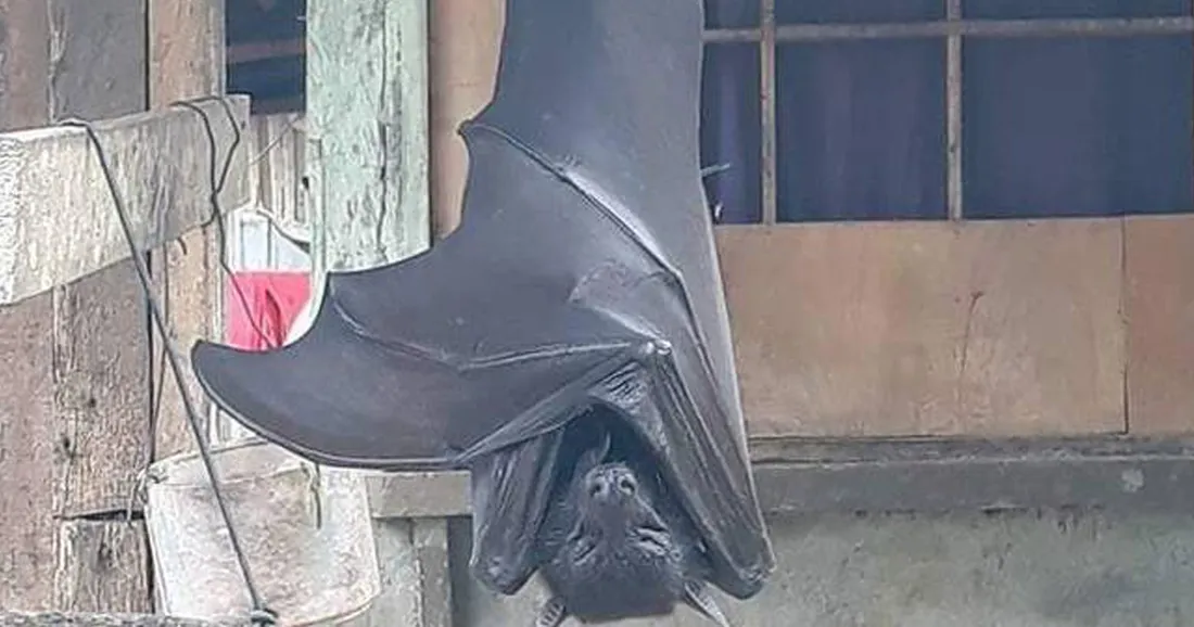 La vérité sur la photo effrayante d'une chauve-souris de la taille d'un homme