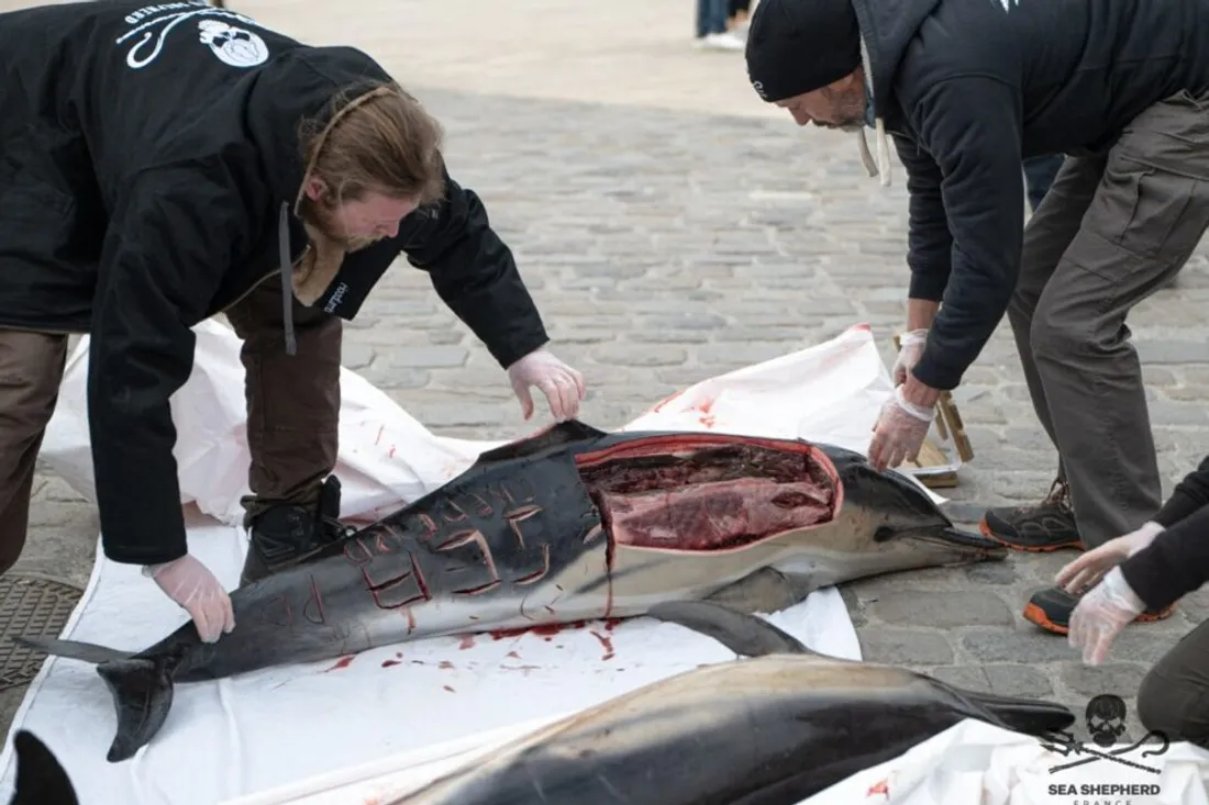 Mutilation d'un dauphin :  10 000€ en échange de renseignements !