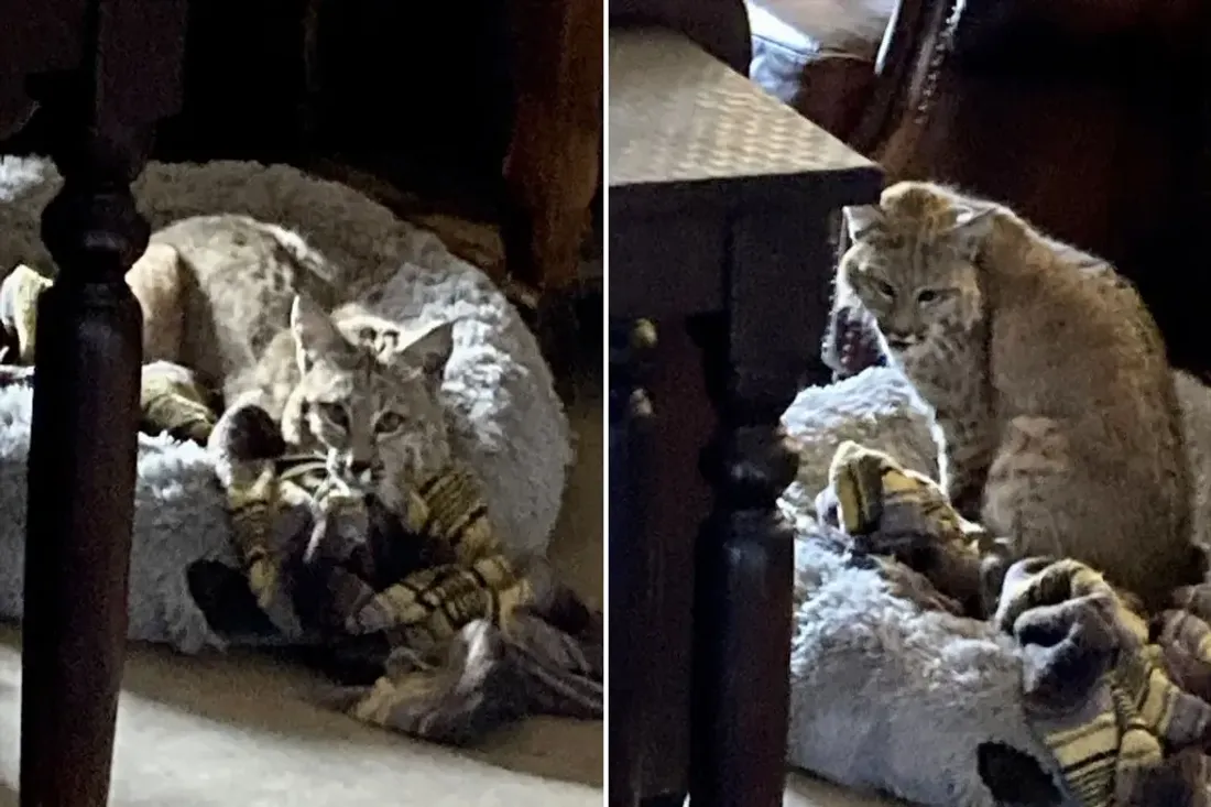 Une surprise de taille : un propriétaire découvre un lynx dans le panier de son chihuahua