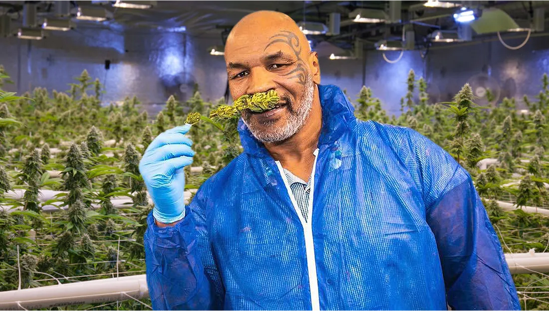 Mike Tyson ouvre son propre coffee shop de cannabis à Amsterdam !