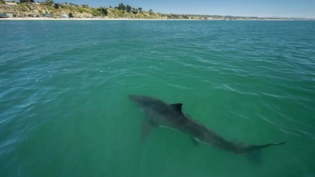 Un requin est filmé en pleine attaque sur la côte (vidéo)