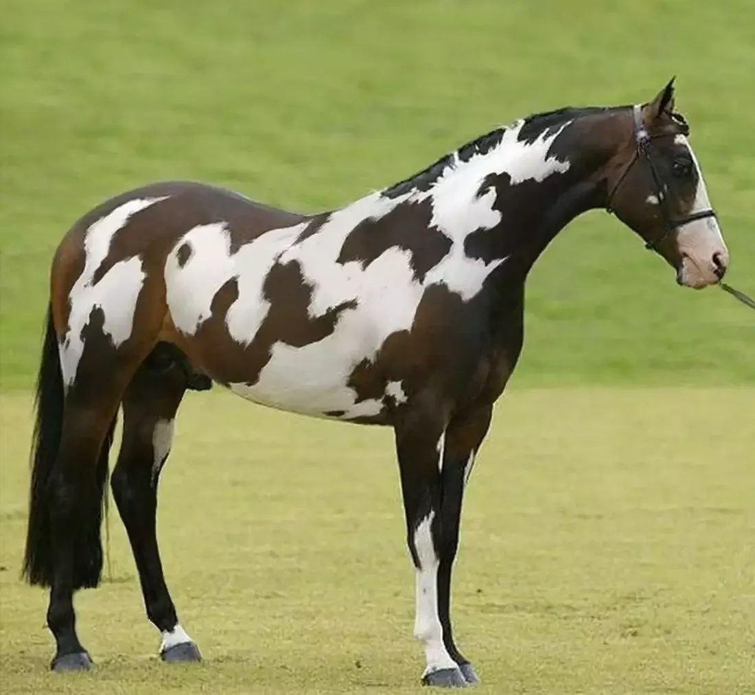 Illusion 1