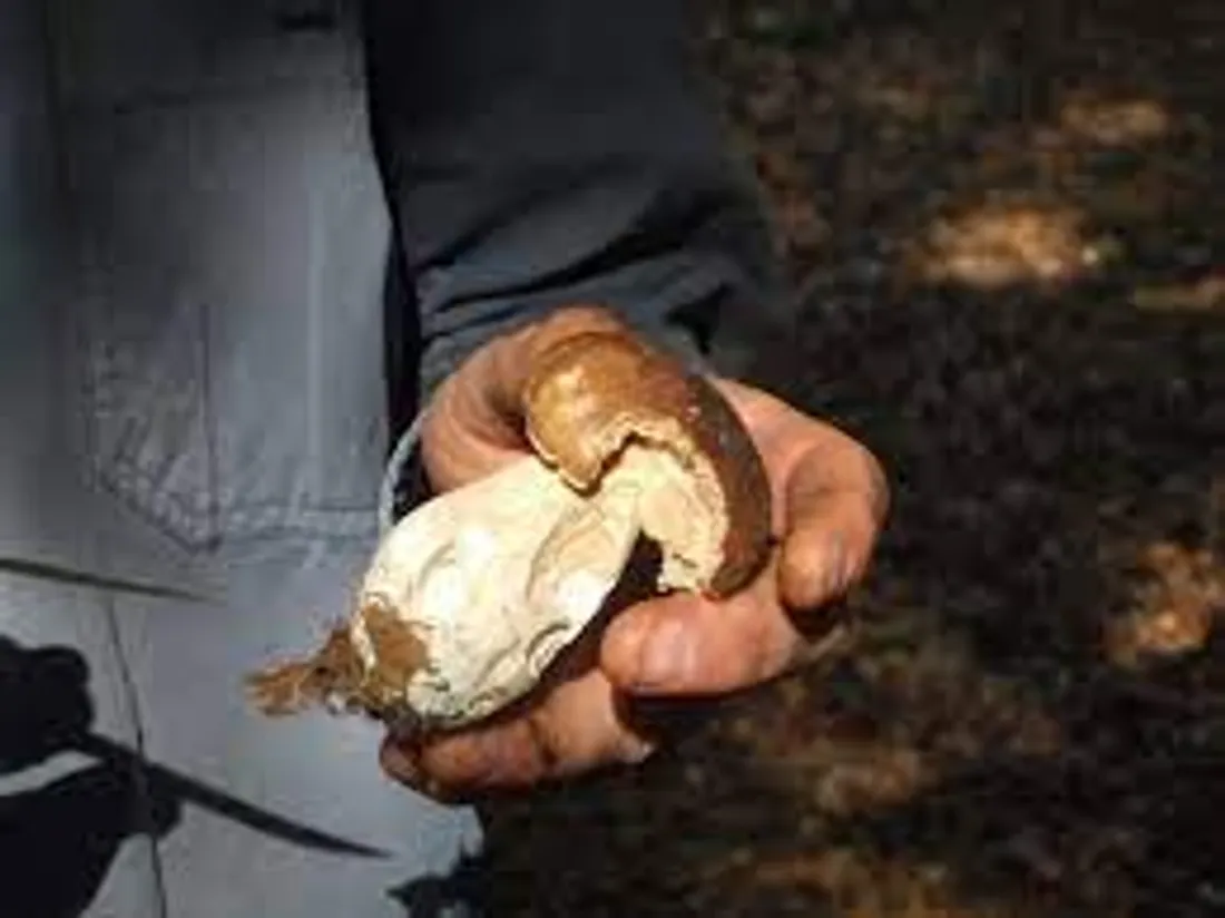 Champignons