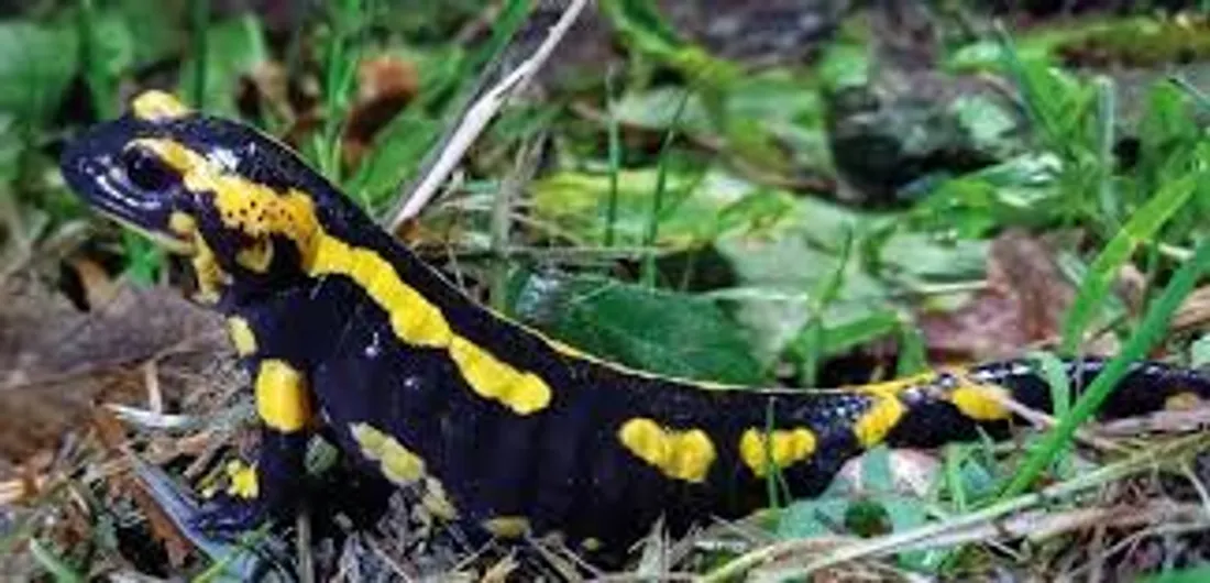 amphibiens