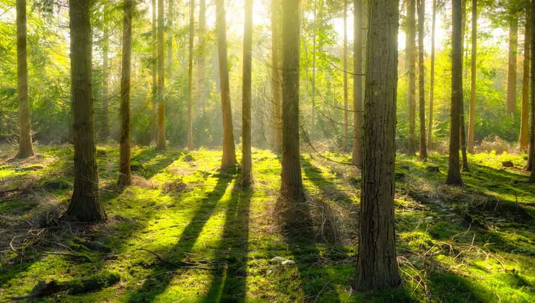 foret