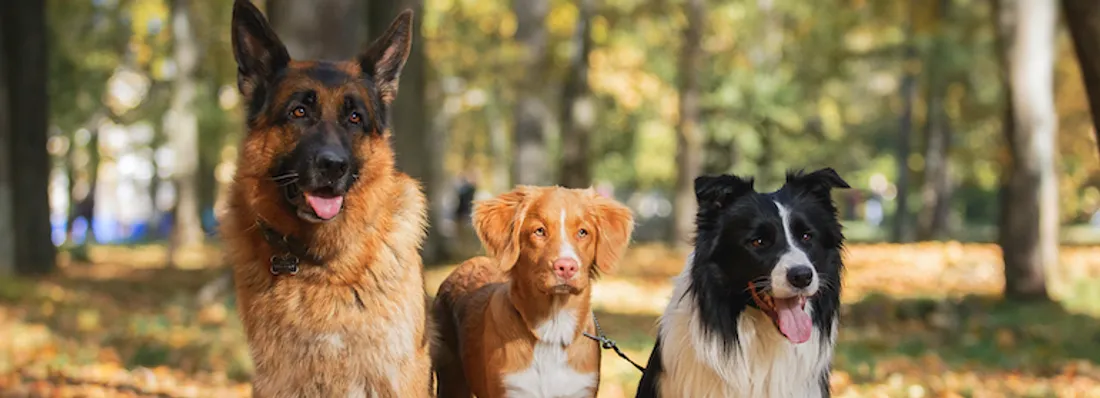 Ballade chien