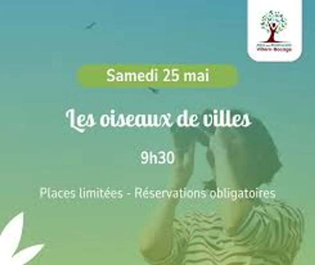 oiseaux des villes