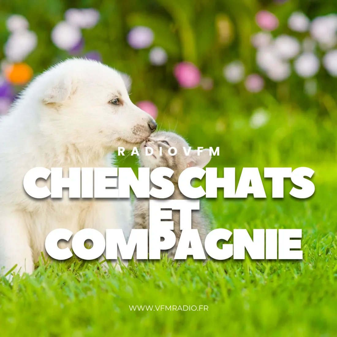 Chiens Chats et Compagnie
