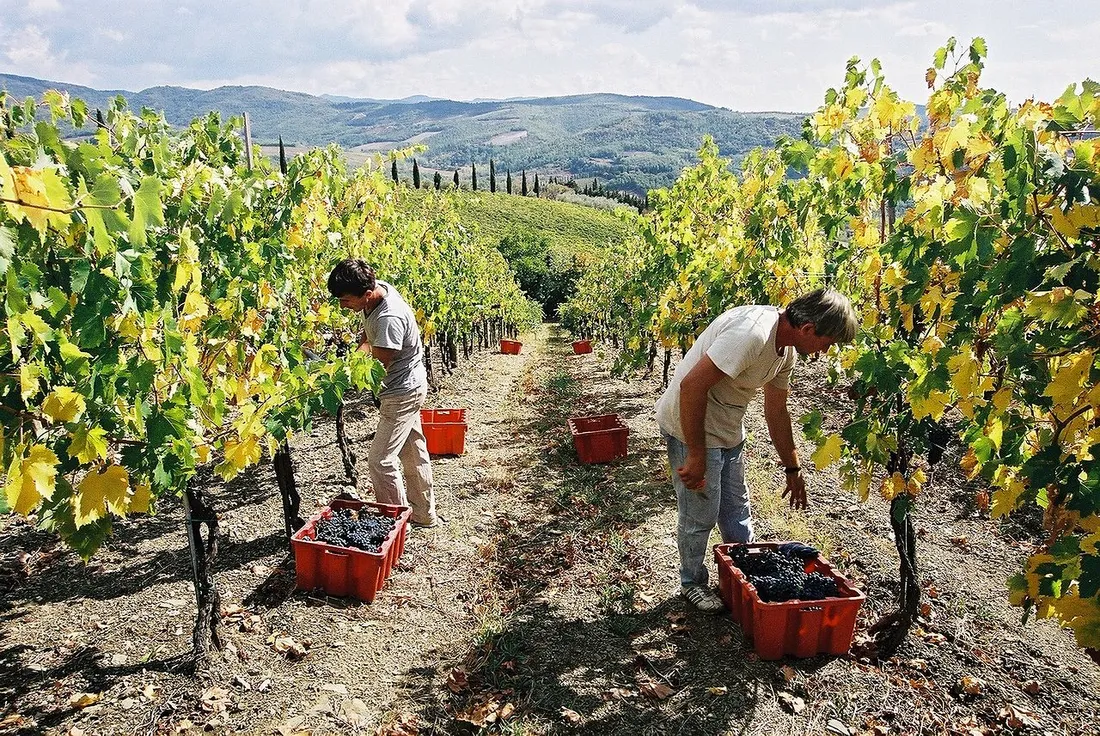 [ ECONOMIE ] Une enveloppe débloquée pour les viticulteurs