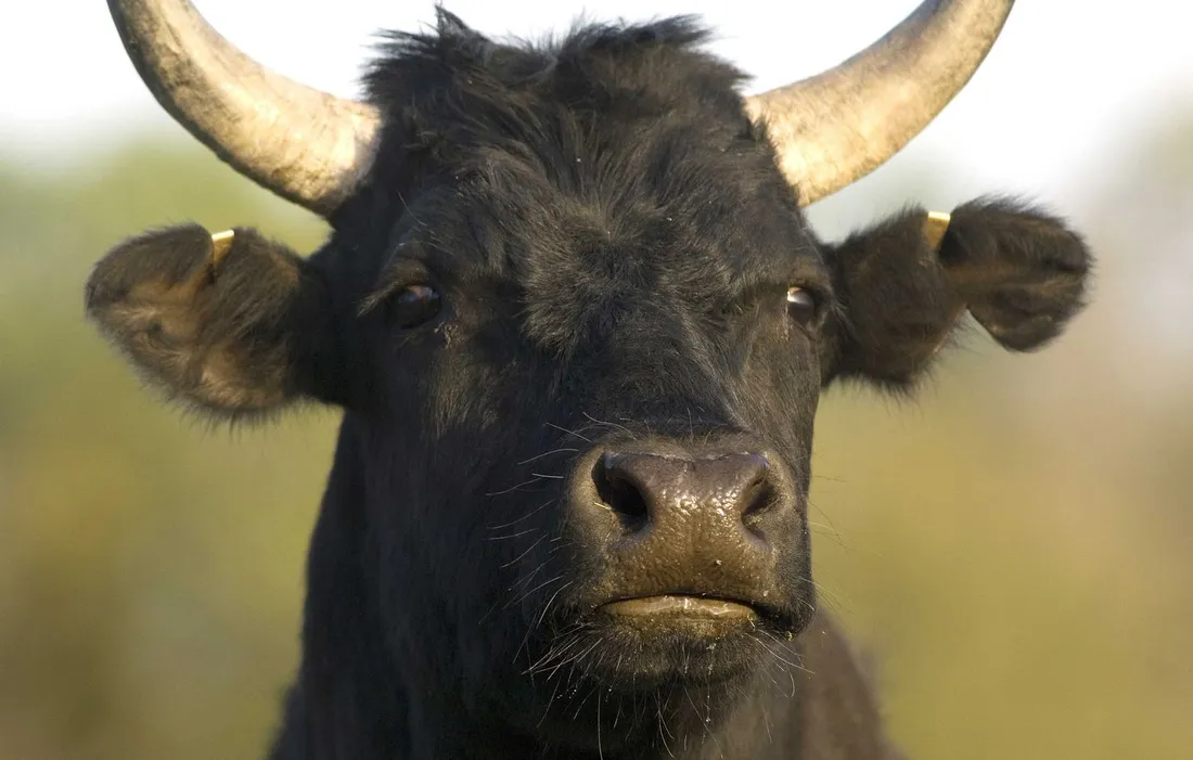 L’AOP Taureau de Camargue : une reconnaissance nationale au Concours Général Agricole