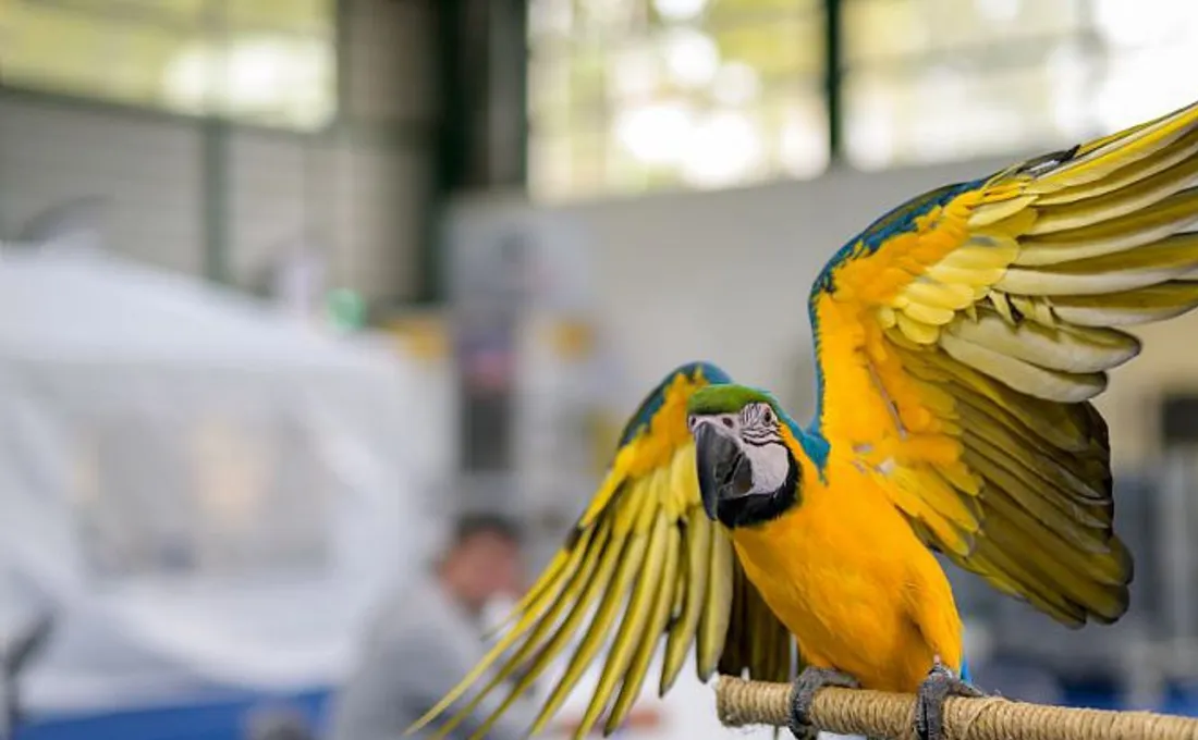 Salon oiseau et nature - Istres