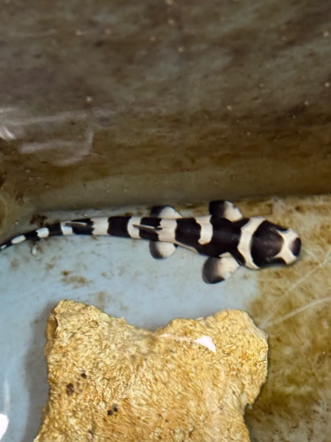 Une naissance rare au Seaquarium du Grau-du-Roi : un bébé requin bambou voit le jour