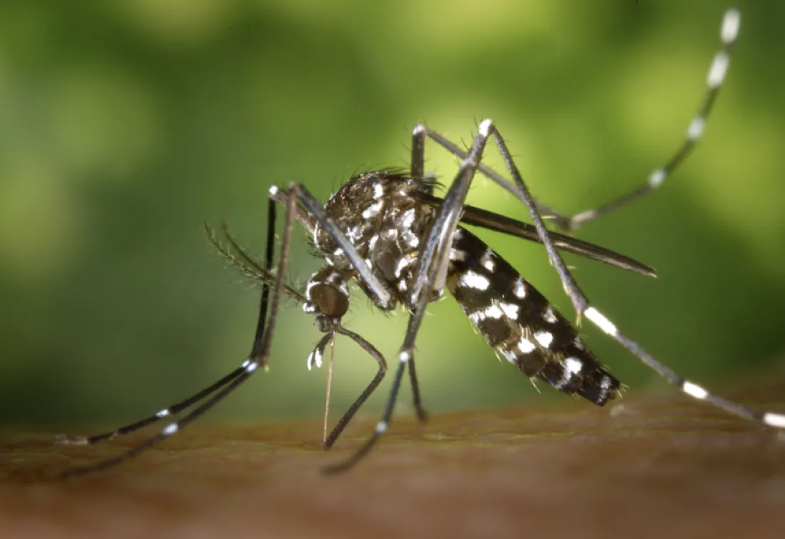 Les cas de chikungunya explosent en France : une vigilance accrue face au moustique tigre