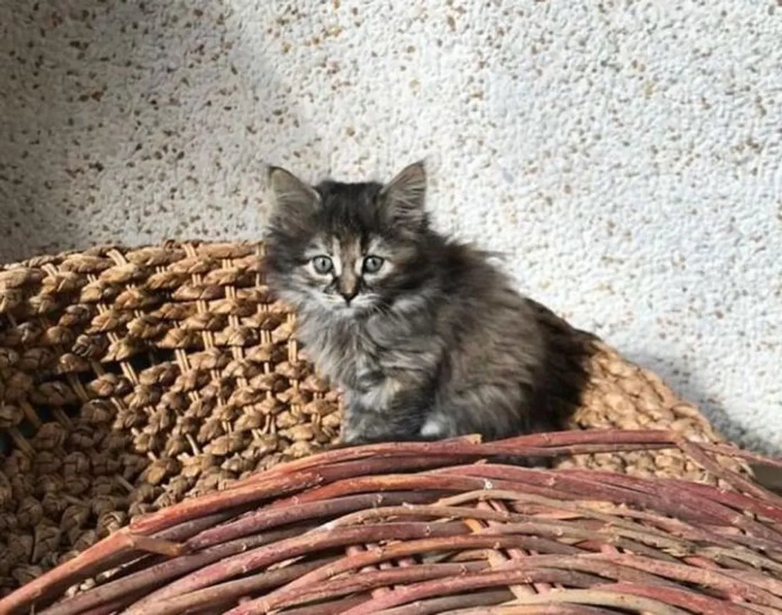 Orpheli-chat : des bénévoles recherchés pour aider les chats abandonnés à Nîmes