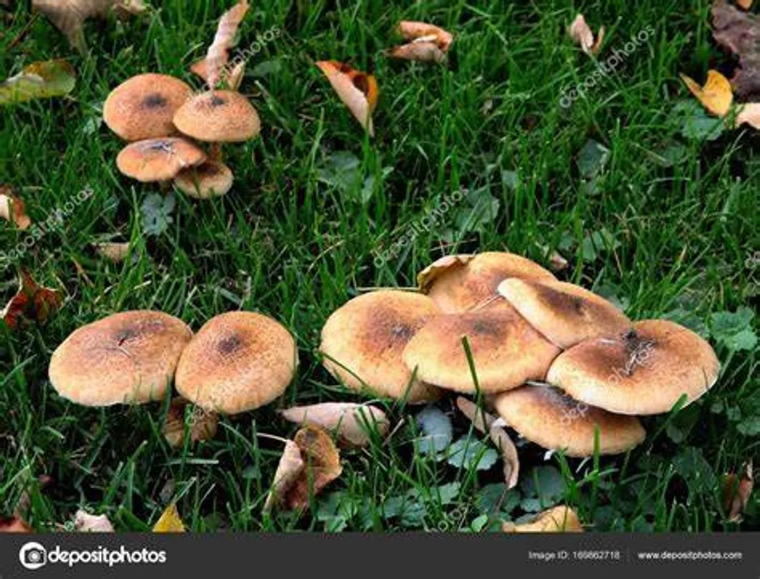 Depuis juillet, 400 cas d'intoxications liées à la cueillette de champignons ont été signalés.