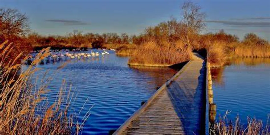 Le Parc Naturel Régional de Camargue : Un projet pour les 15 prochaines années
