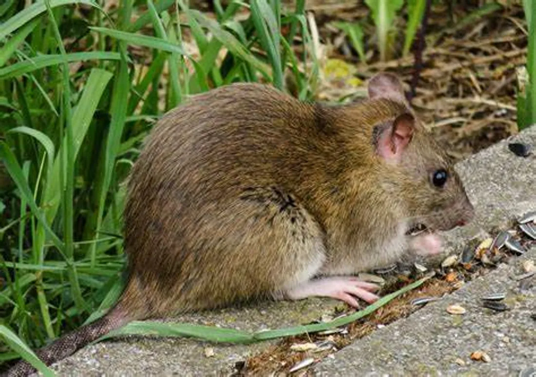 Martigues face à la prolifération des rats : une solution innovante grâce aux furets