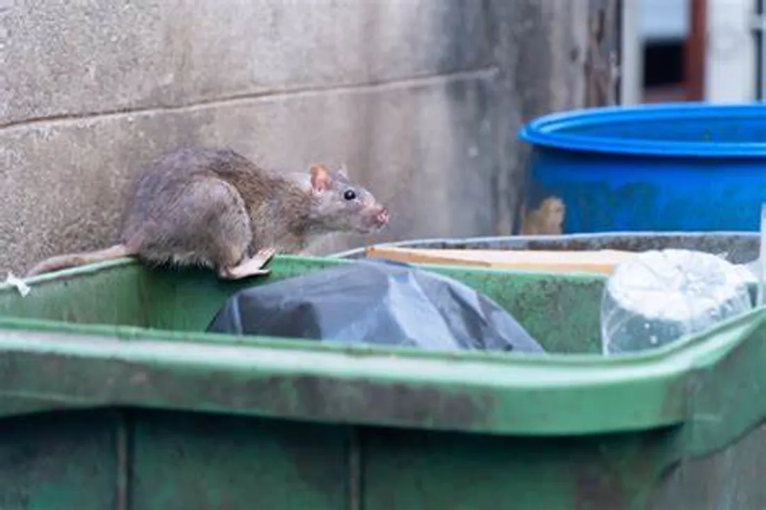 Prolifération des rats : Miramas renforce la dératisation pour un environnement sain