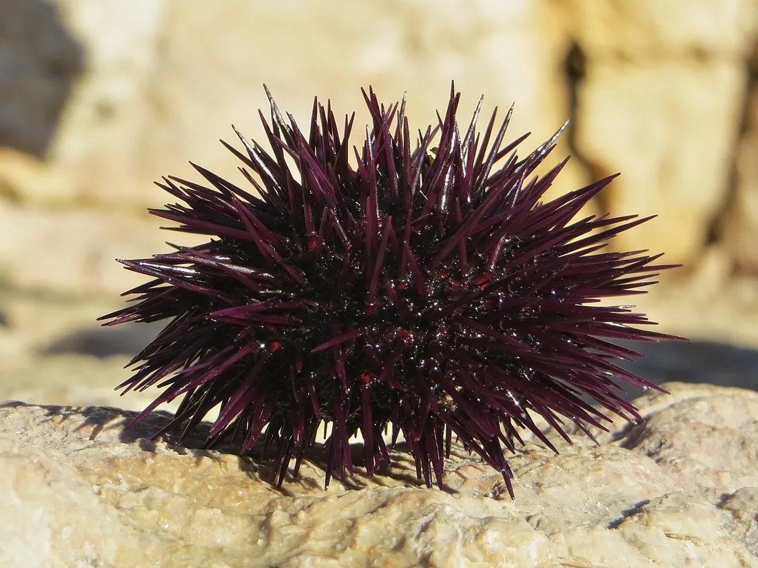 La pêche aux oursins dans les Bouches-du-Rhône : une saison écourtée pour protéger l'espèce