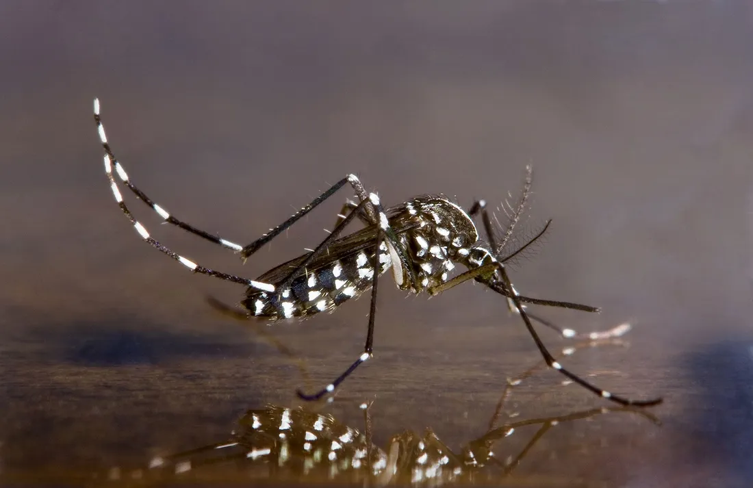 Moustique tigre en France : une invasion persistante même en automne