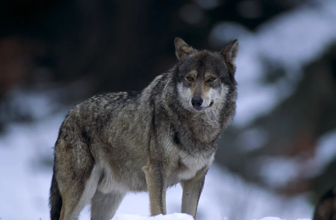 [ Société ] Gard : Nouvelle attaque de loups suspectée sur un élevage de chèvres