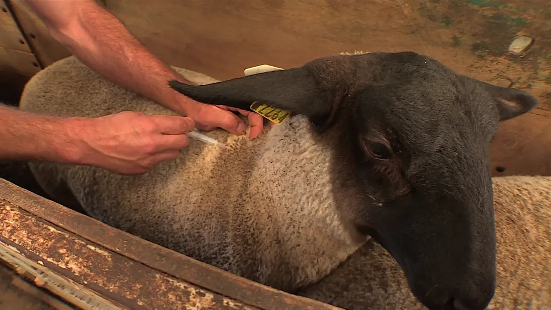 Vaccination Gratuite Contre la Fièvre Catarrhale Ovine : Une Réponse Urgente aux Éleveurs