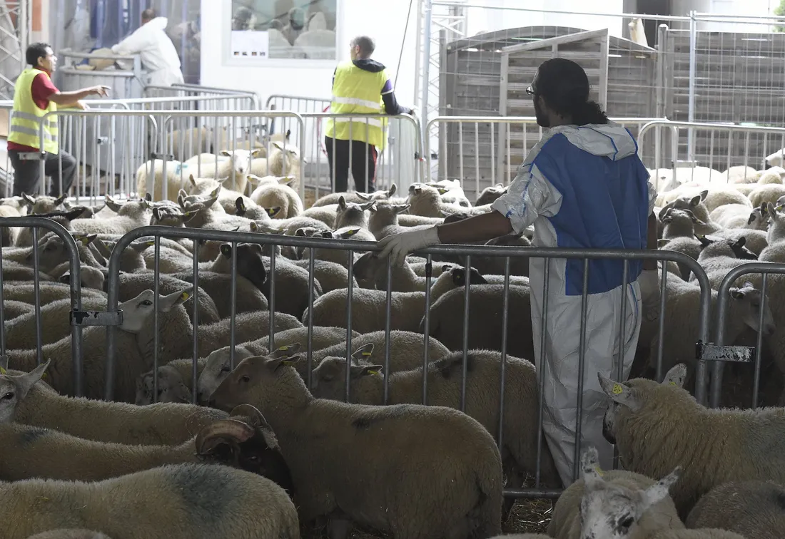 [ SOCIETE ] Aïd El-Kebir: Les musulmans s'organisent autour de la fête