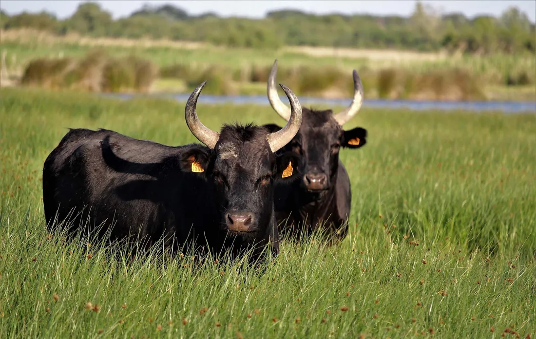 [ Société ] Le Taureau de Camargue AOP brille au Salon de l'Agriculture à Paris