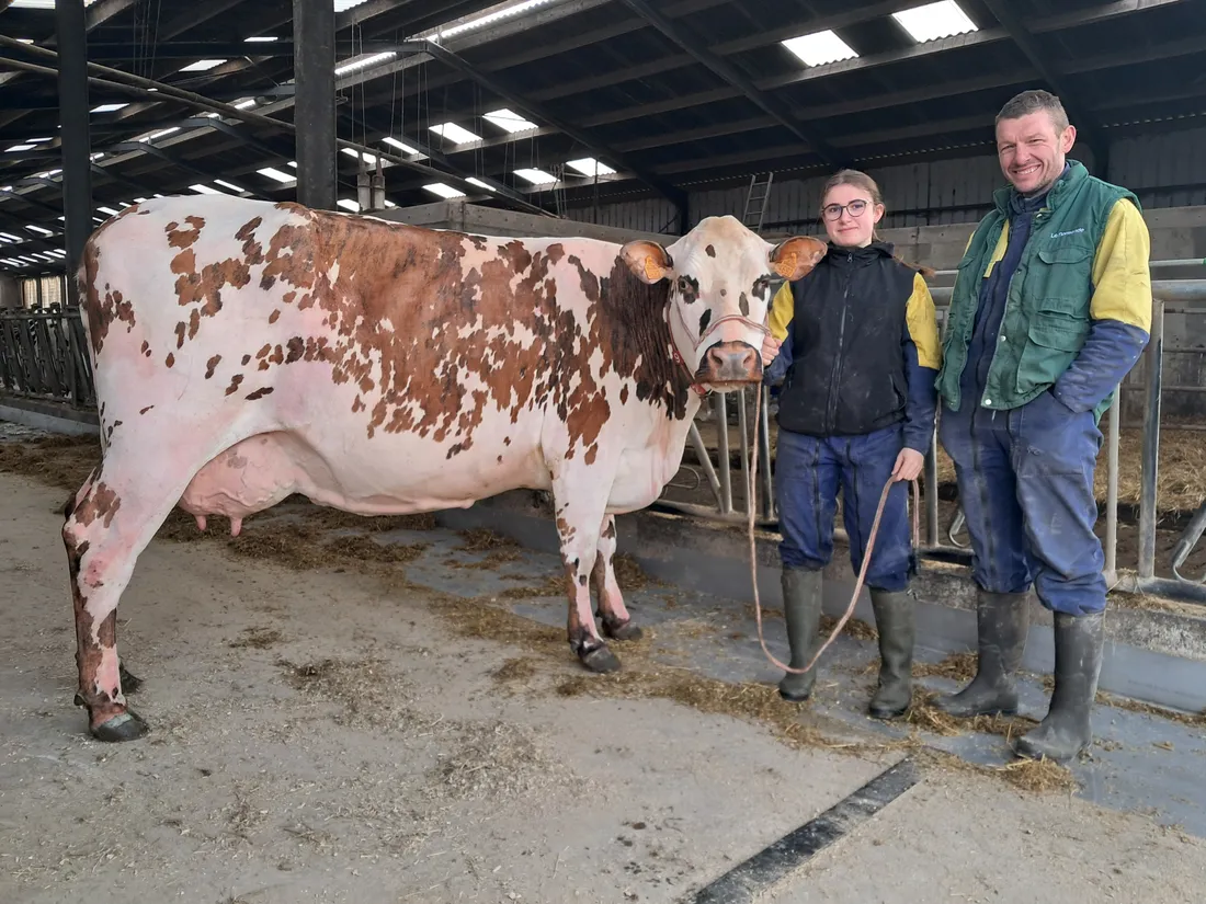 « Ratière », vache Normande du GAEC Beaudoux de Champrond-en-Gâtine © Radio Intensité