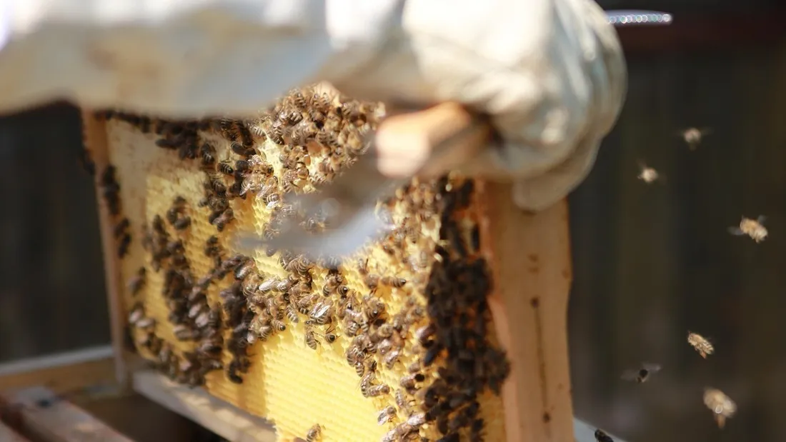 Apiculteur, Abeille
