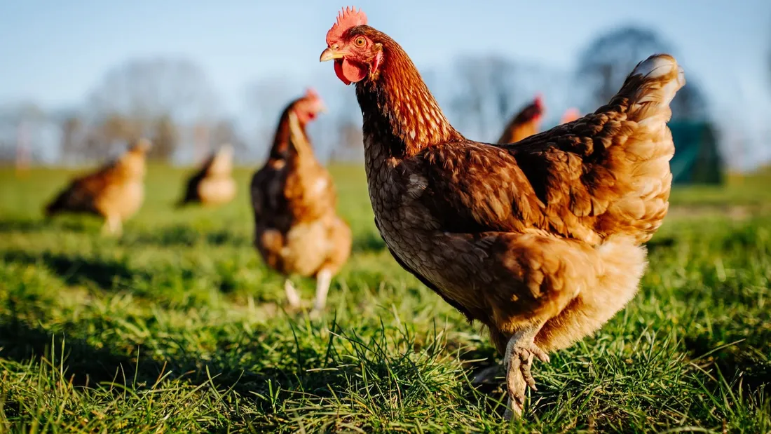 La Ferme, c'est le moment de l'ouvrir, poule