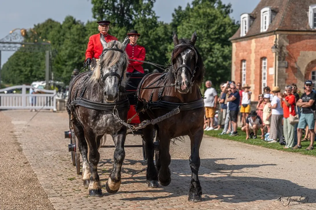 Attelage Percheron ©David Commenchal