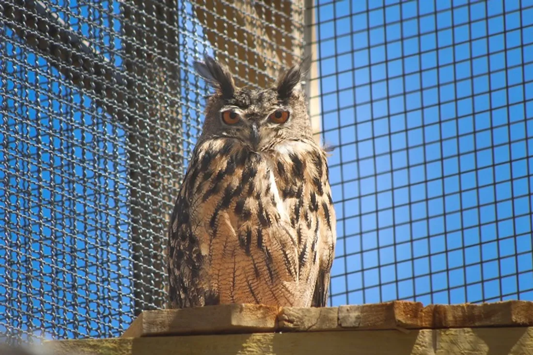 Nouveau ouverture volière Grand duc La Tanière zoo refuge