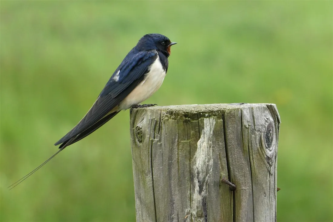 Oiseau, hirondelle