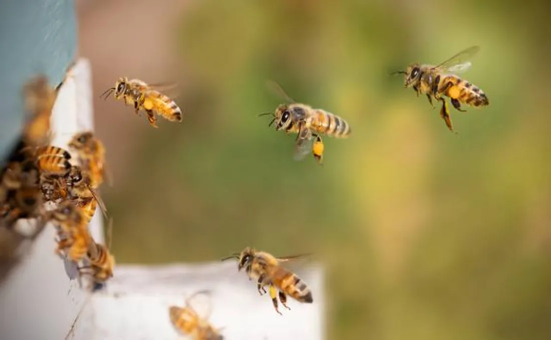 Abeilles