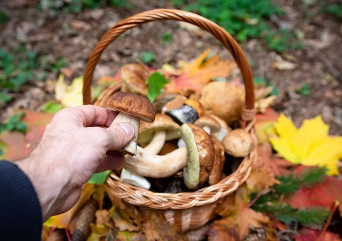 - Champignon