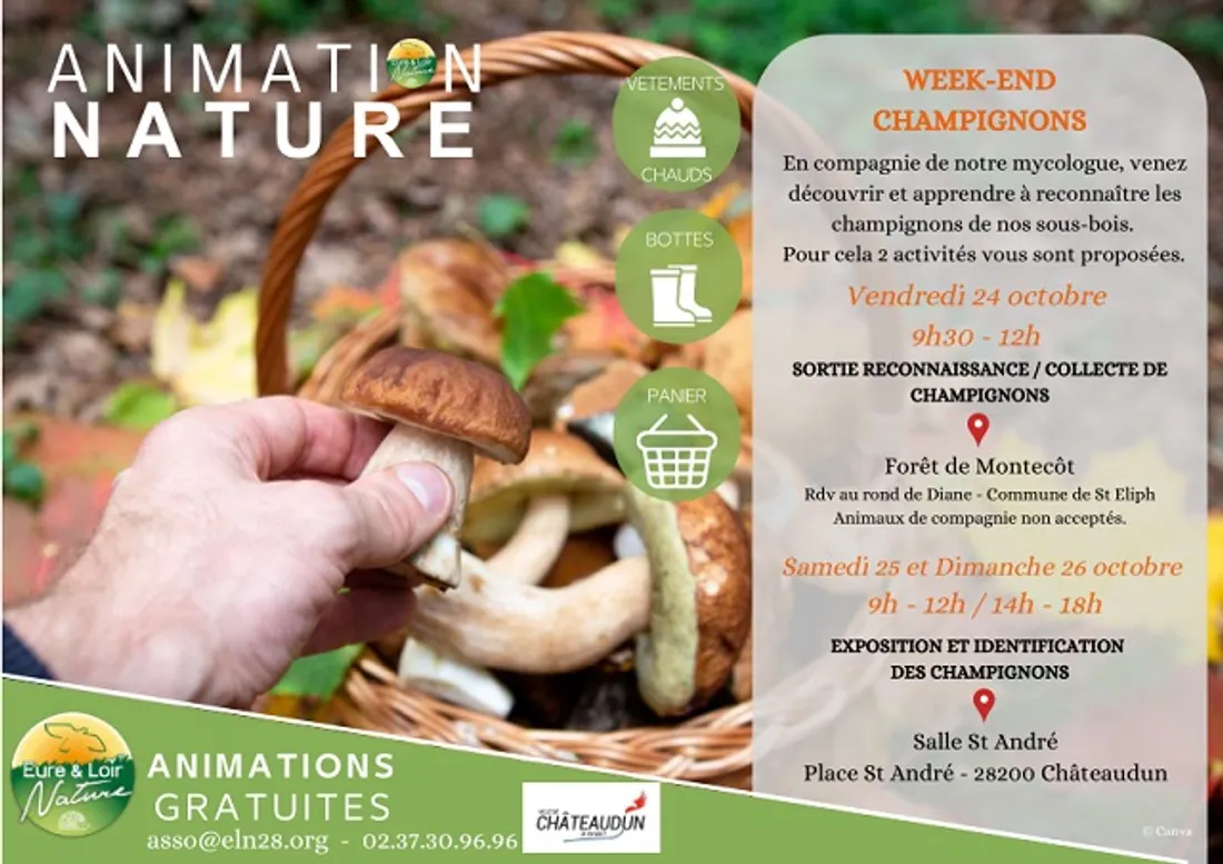 Reconnaissance, collecte de champignons