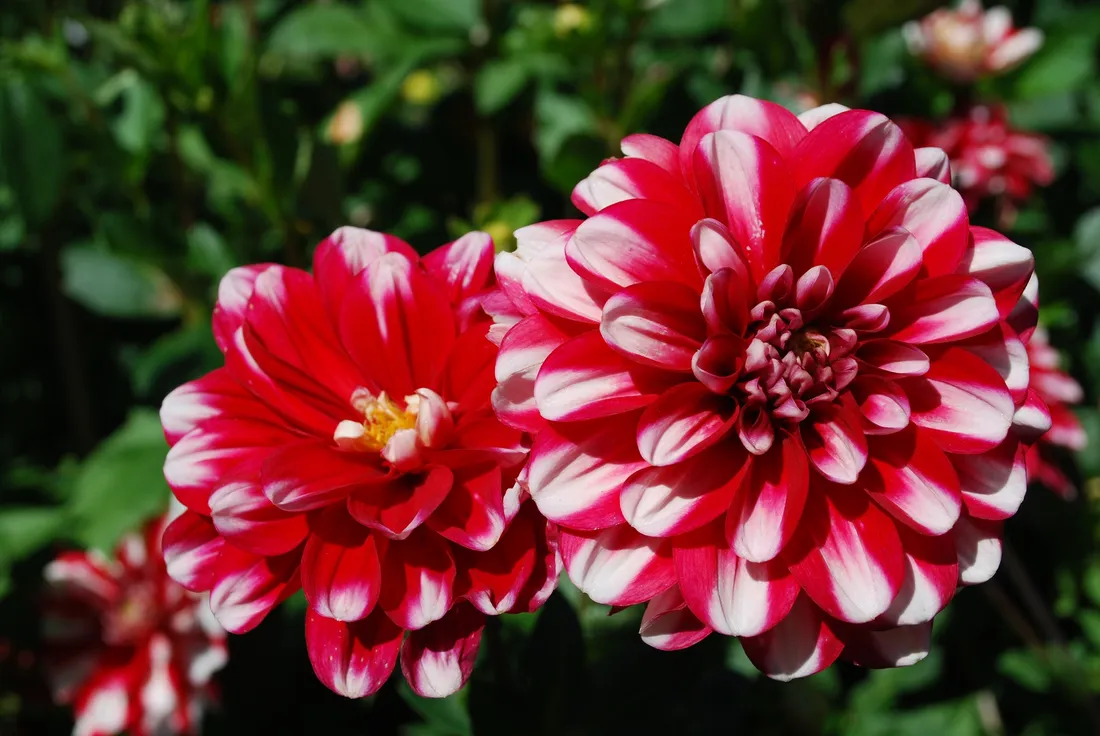 CHARTRES - Portes ouvertes d'une collection de dahlias
