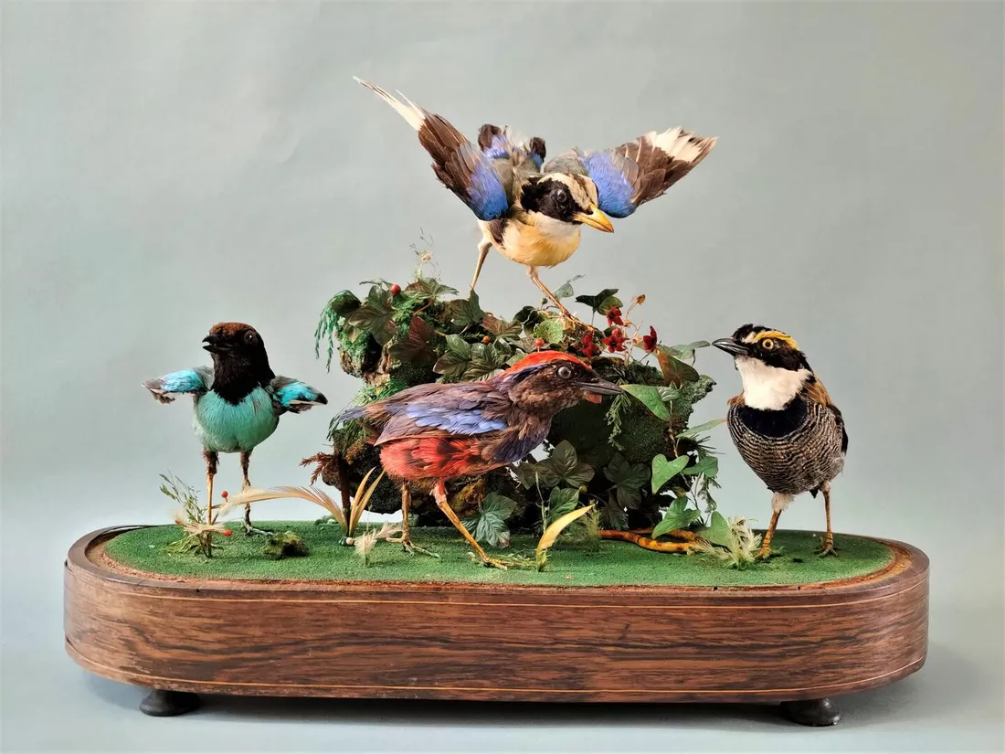 Animaux naturalisés du musée