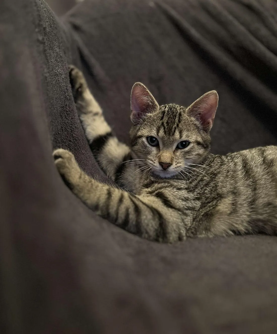Chat Ulysse