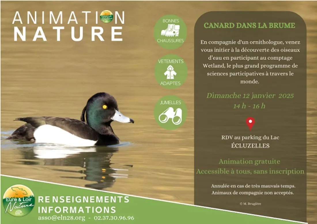 ÉCLUZELLES - Nature : Canard dans la brume