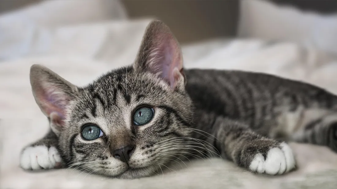 chaton