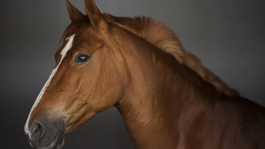 Cheval
