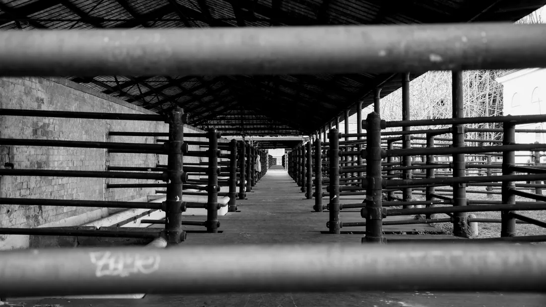 abattoir, cher