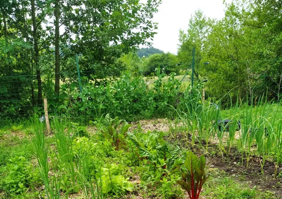 LE THEIL-SUR-HUISNE (61)  - jardin potager !