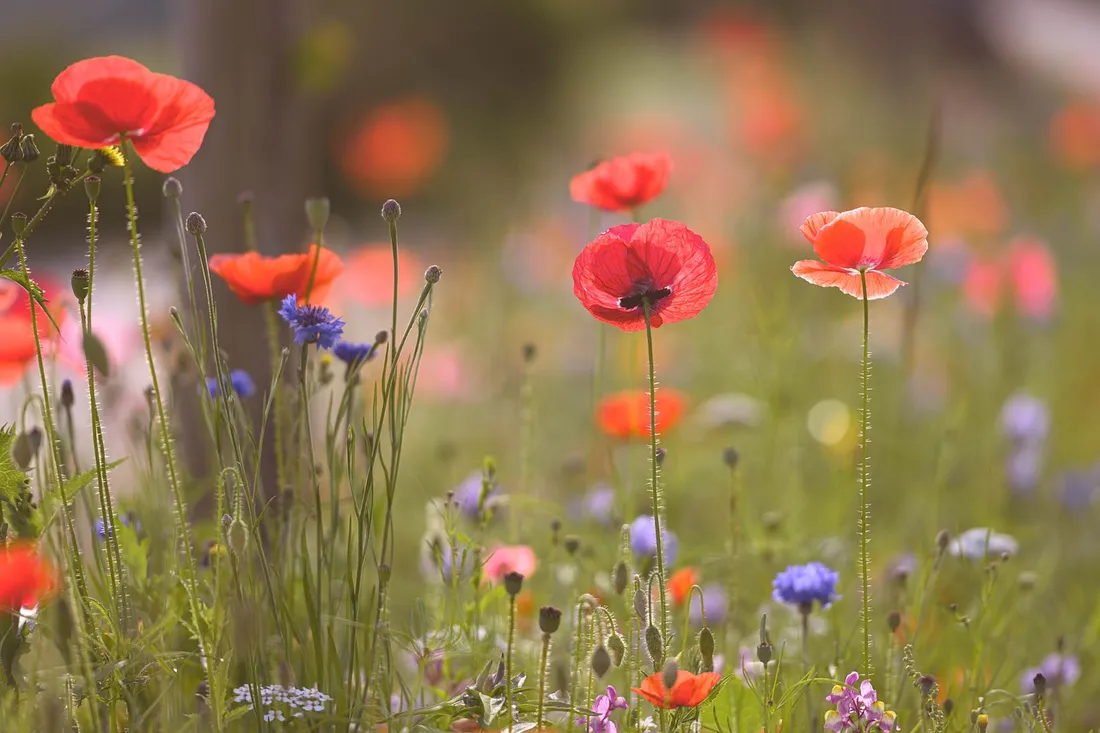 Fête des Coquelicots