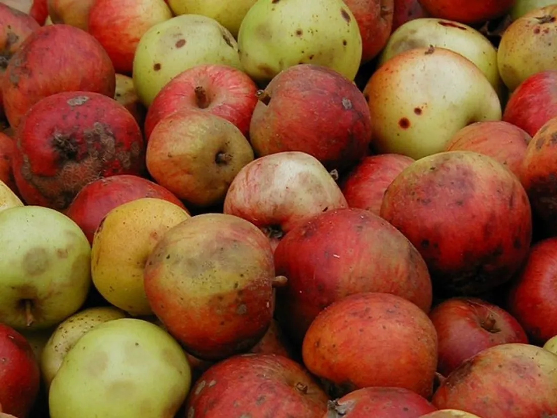 SAINT-CYR-LA-ROSIÈRE (61) - Fête de l'arbre et du cidre