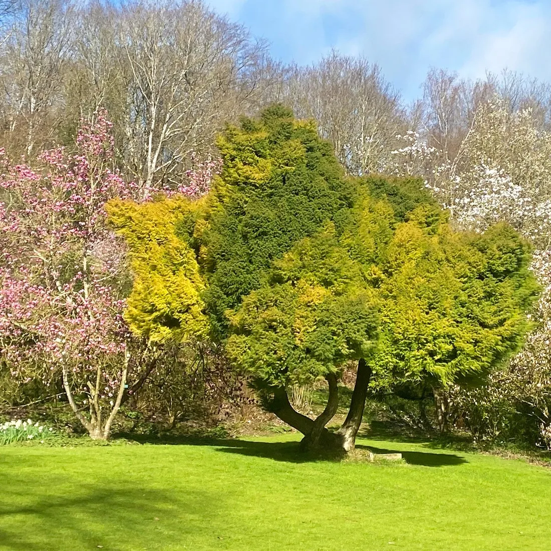 SASNIÈRES (41) - Jardin du Plessis