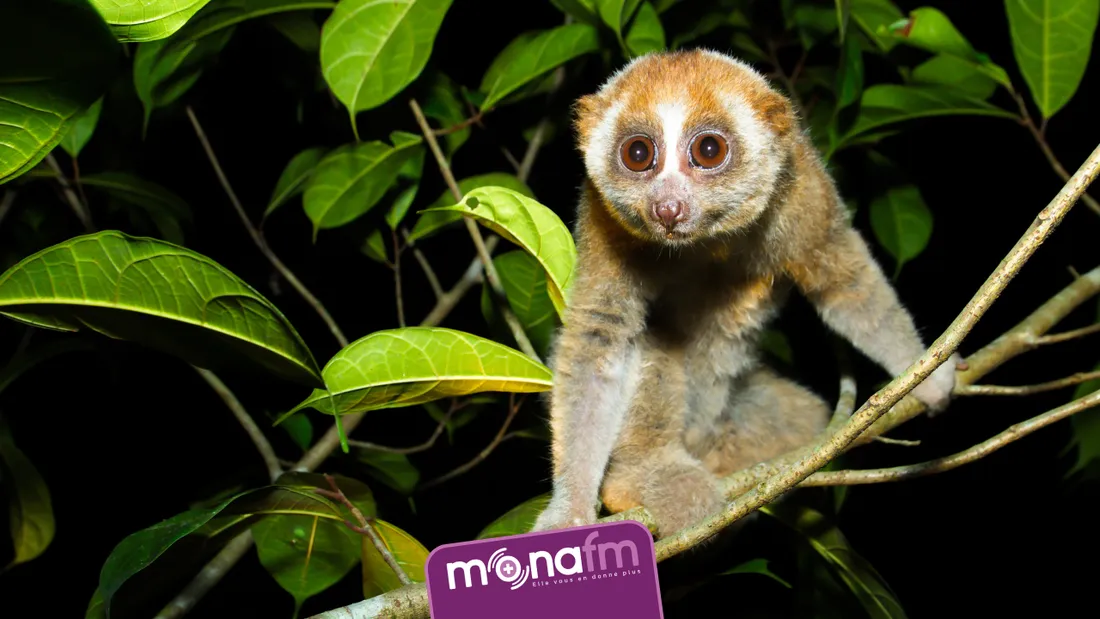 Loris lent