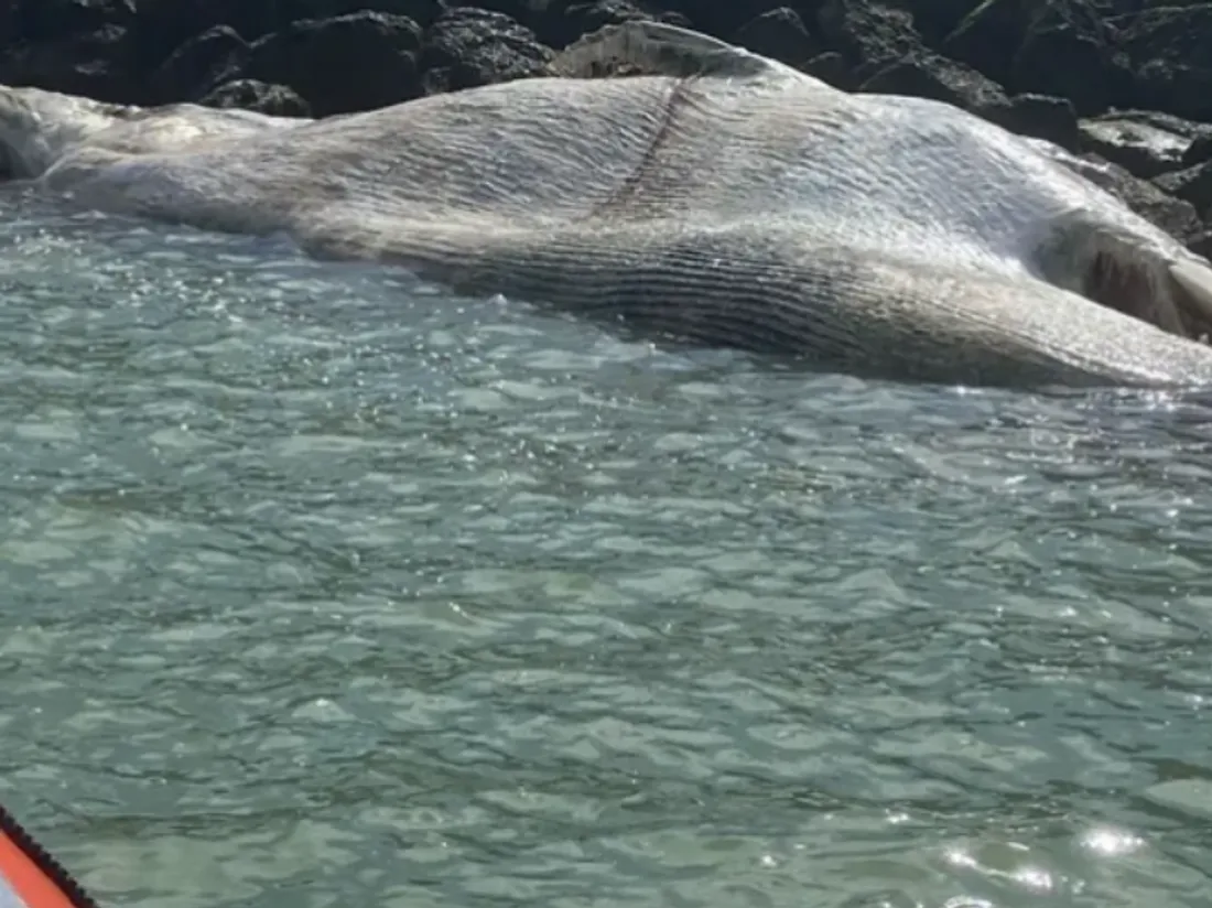baleine calais 